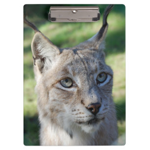 Pranchetas BOBCAT ~ lince ~ fotografia: Louis Glineur