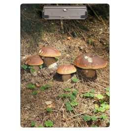 Pranchetas boletus