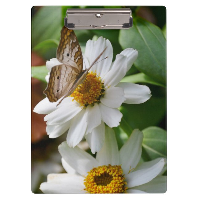 Pranchetas Borboleta/Borboleta Branca de Pavão e Visitas (Frente)