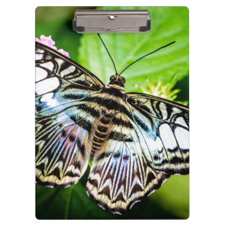 Pranchetas Borboleta de Clipper Azul