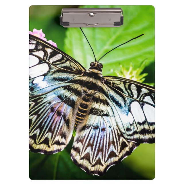 Pranchetas Borboleta de Clipper Azul (Frente)