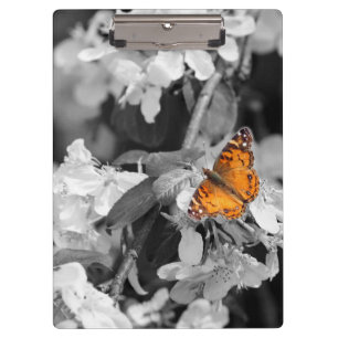 Pranchetas Borboleta Laranja Na Área De Transferência Do Flor