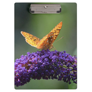 Pranchetas Borboleta na Área de Transferência da Flor