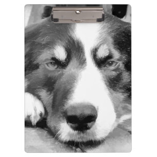 PRANCHETAS BORDER COLLIE