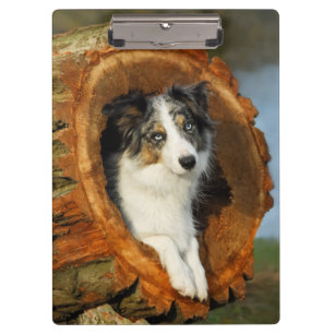 Pranchetas Border Collie Blue Merle Dog Portrato - ativado