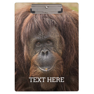 Pranchetas Borneo Orangutan - Bela Fotografia