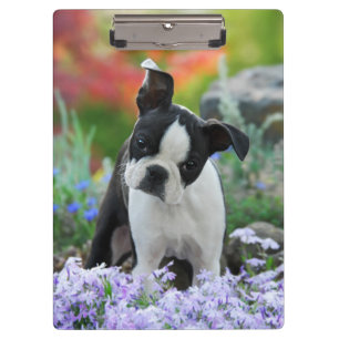 Pranchetas Boston Terrier Dog Cute Puppy Portrait Photo - on