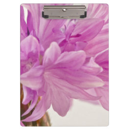 Pranchetas Botão Batchelor