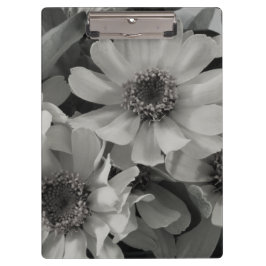 Pranchetas Brown Eyed Susan Flowers