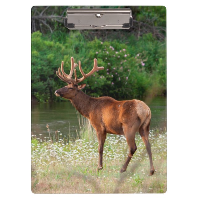 Pranchetas Bull Elk in the National Bison Range, Montana 2 (Frente)