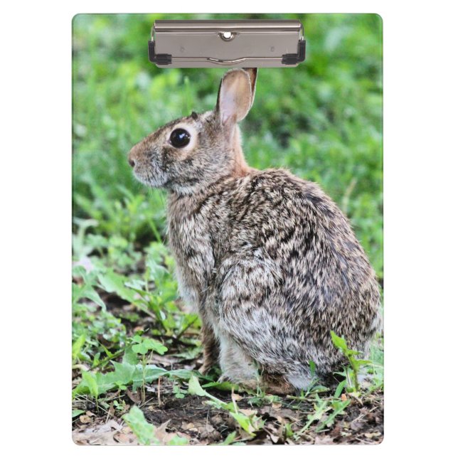 Pranchetas Bunny (Frente)