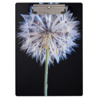 Cabeça de Semente de Dente-de-Leão (Taraxacum Offi