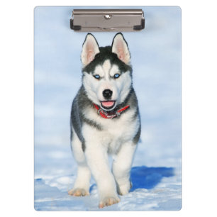 Pranchetas Cachorro de Rouco na neve