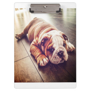 Pranchetas Cachorro-Mentiroso Inglês Foto de cão