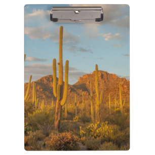 Pranchetas Cacto saguaro ao pôr do sol, Arizona