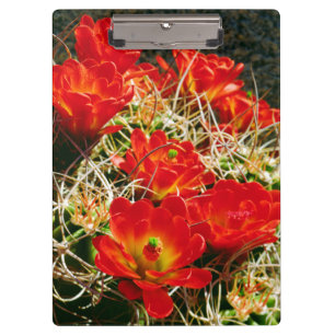 Pranchetas Cactus de Taça de Clarete Flores Silvestres