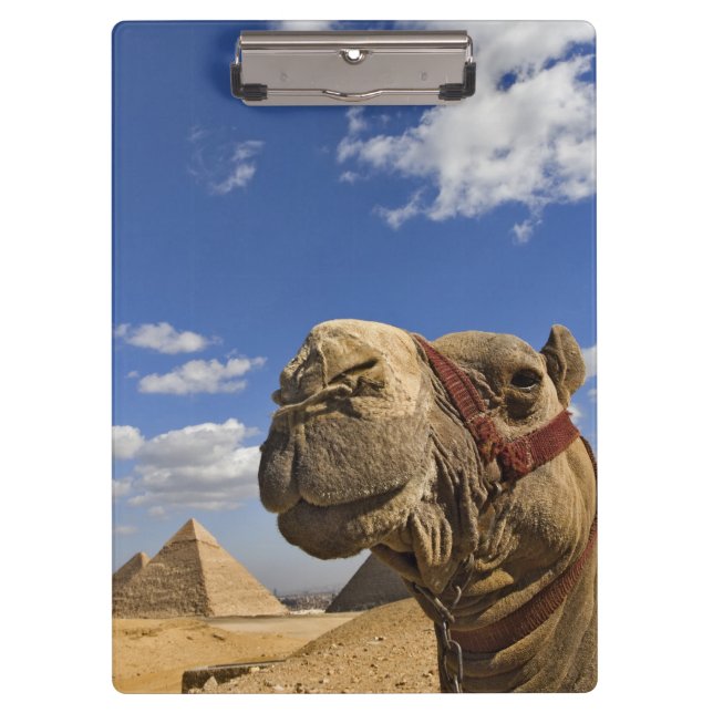 Pranchetas Camel em frente às pirâmides de Giza, Egito, (Frente)