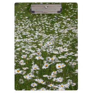 Pranchetas Campo de flores silvestres do Alasca da Daisies