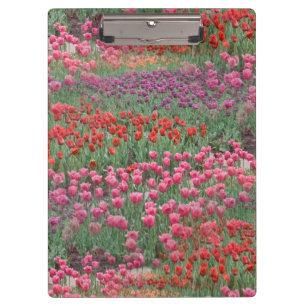 Pranchetas Campo De Tulipas