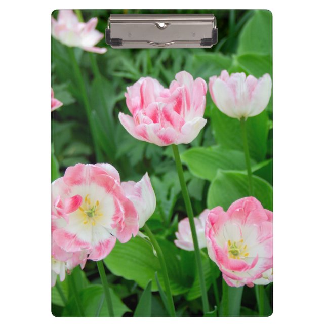 Pranchetas Campo de tulipas rosa (Frente)