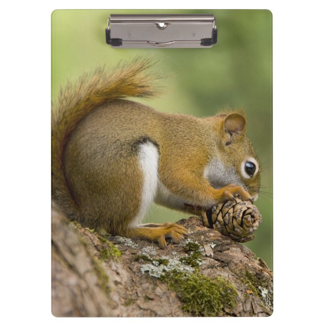 Pranchetas Canadá, Nova Escócia, Halifax. Jardins Públicos, (Frente)