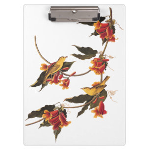 Pranchetas Canaviais Amarelos de Warbler na Flor da Vinha