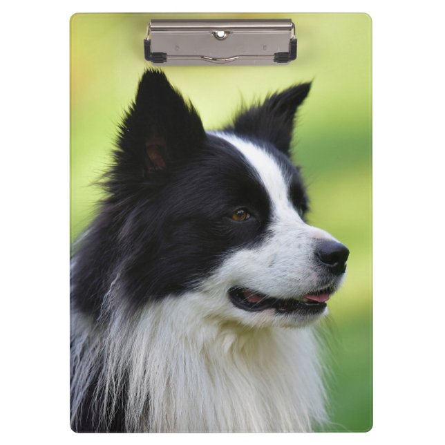 Pranchetas Cão Border Collie Preto e Branco (Frente)