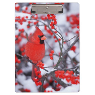 Pranchetas Cardinal-vermelho macho, Inverno, IL