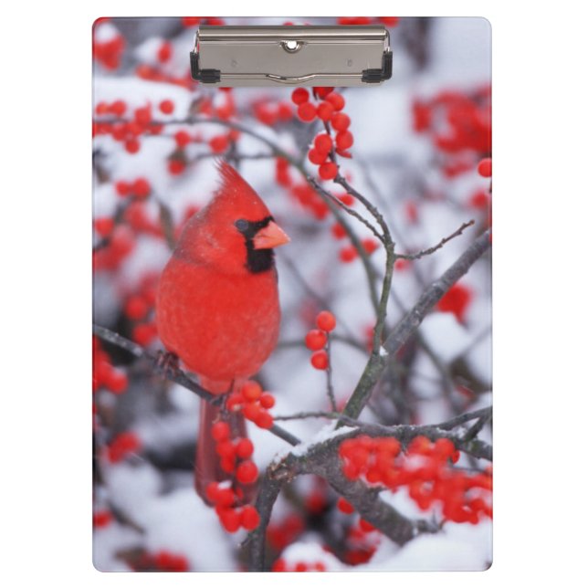 Pranchetas Cardinal-vermelho macho, Inverno, IL (Frente)