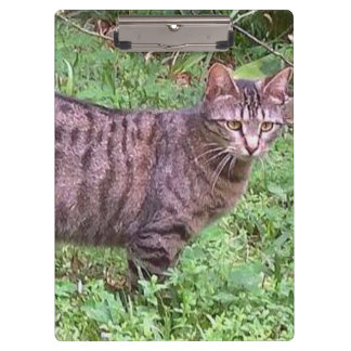 Pranchetas Castanho Tabby Cat no Exterior