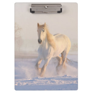 Pranchetas cavalo branco na neve