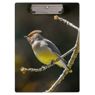 Pranchetas Cedar Waxwing Songbird Original Foto de Pássaro Se