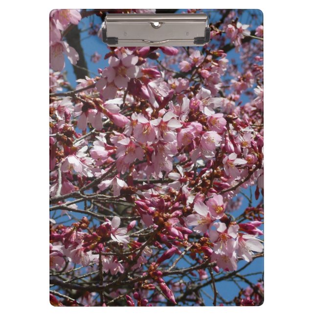 Pranchetas Cherry Blossoms e Blue Sky Primavera Floral (Frente)