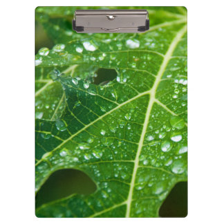 Pranchetas Chuva cai na folha de Papaya Verde