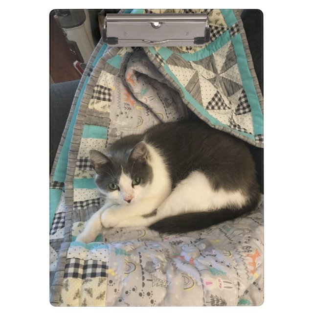 Pranchetas Cinza e gato branco (Frente)