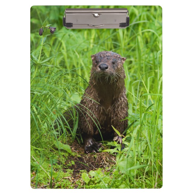 Pranchetas Clever River Otter (Frente)