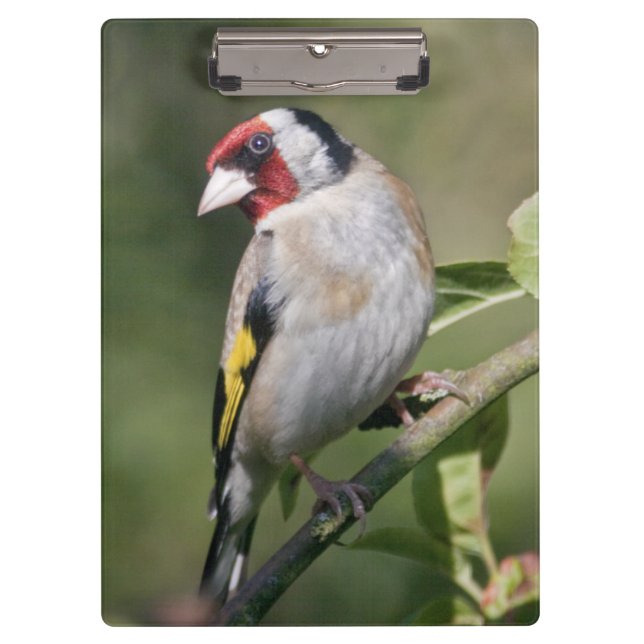 Pranchetas Clipboard Goldie (Frente)