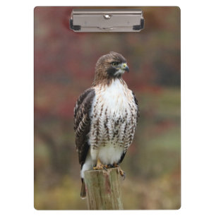 Pranchetas Clipboard Hawk