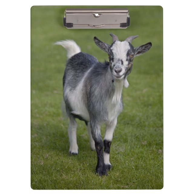 Pranchetas Clipboard Pigmy Goat (Frente)