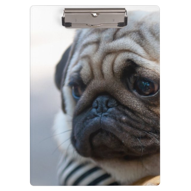 Pranchetas Close up bonito da cara do Pug (Frente)