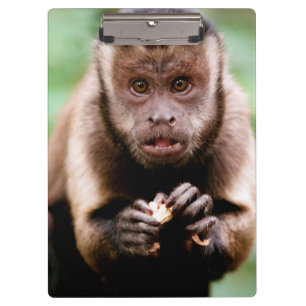 Pranchetas Close-up de um macaco capuchinho de cabeça preta