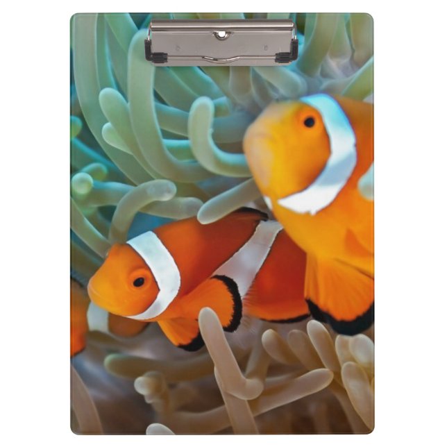 Pranchetas Clownfish (Frente)