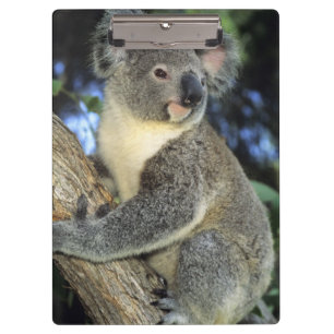 Pranchetas Coala, Phascolarctos cinereus), Austrália,