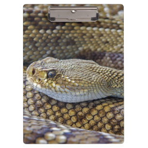 Pranchetas Cobra Venomous Rattle Close
