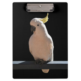 Pranchetas Cockatoon na Área de Transferência dos Apartamento