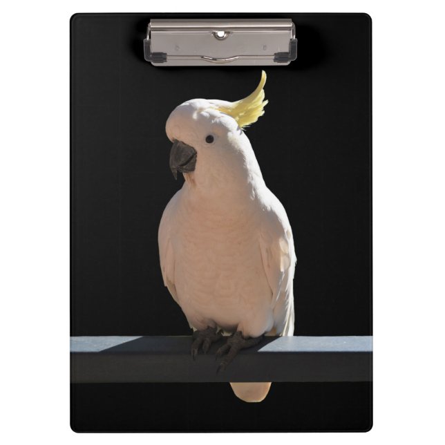 Pranchetas Cockatoon na Área de Transferência dos Apartamento (Frente)