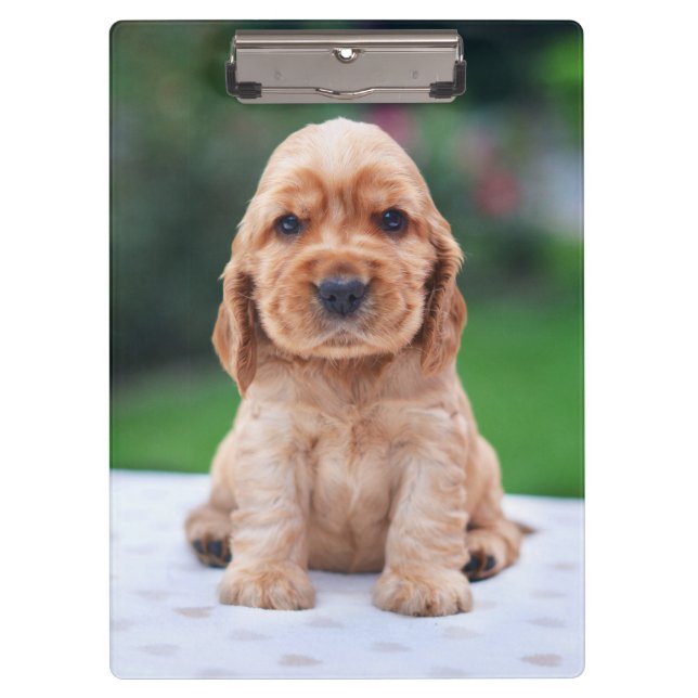 Pranchetas Coker Spaniel Puppy (Frente)