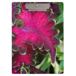 Pranchetas Coleus Macro