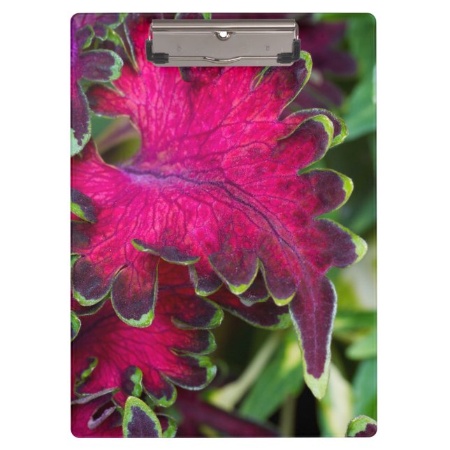 Pranchetas Coleus Macro (Frente)