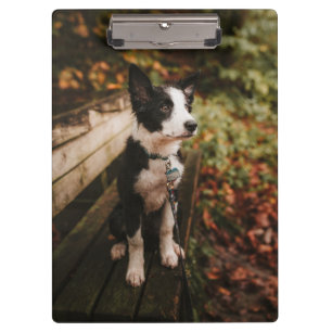Pranchetas Collie Black and White Border no Park Bench